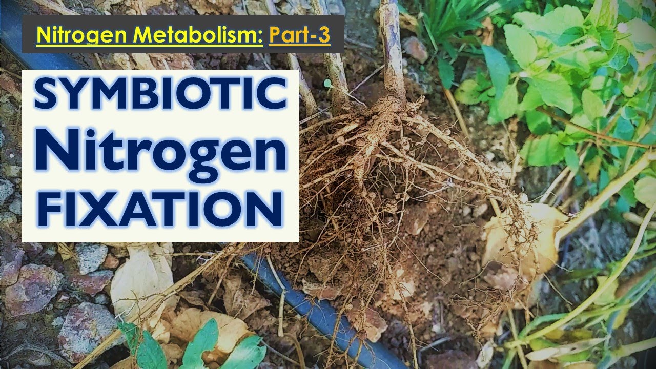 Symbiotic N2 fixation: Mechanism of nodule formation and nitrogen fixation