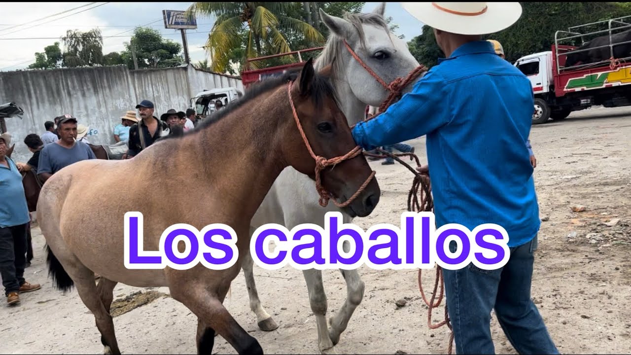 Los caballos del tiangue de San Rafael Cedros