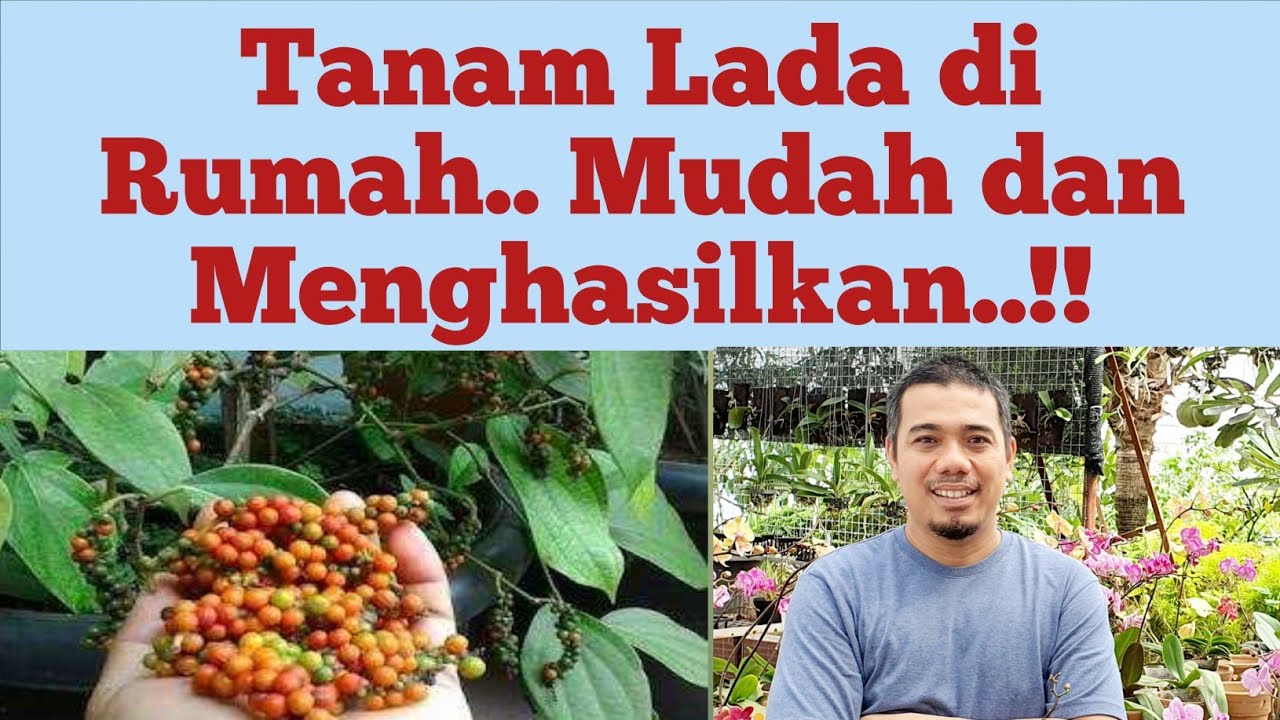 Cara Menanam Lada Perdu Dalam Pot, Cara budidaya Lada Perdu, Cara Menanam Lada Agar Berbuah Lebat
