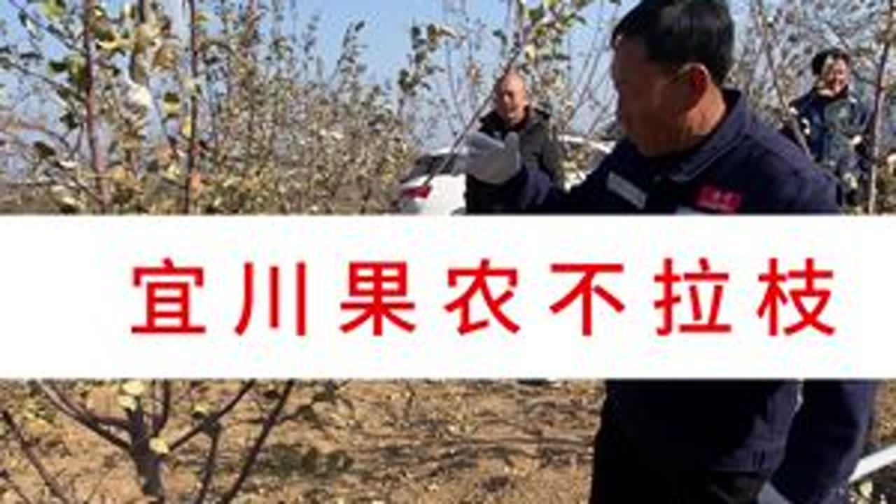 宜川果农学习辩证管理及分道环切 #洛川大海 #服务三农支持三农
