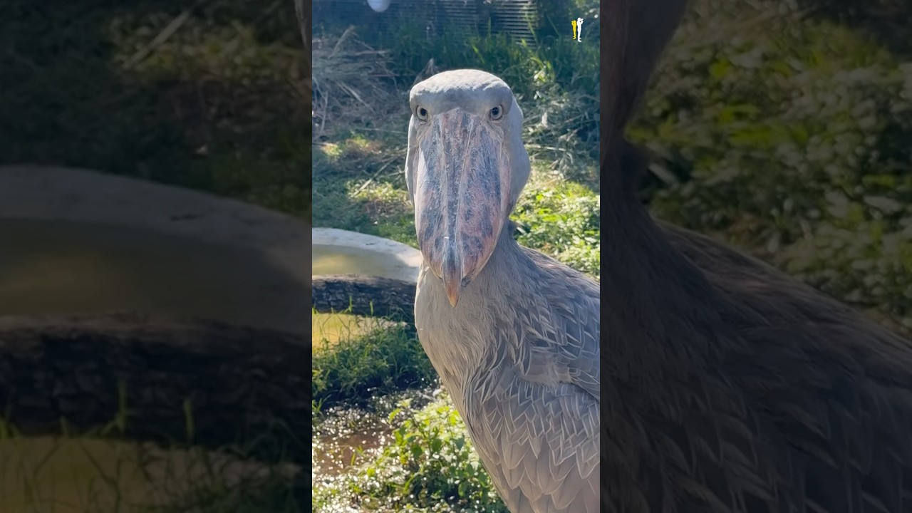 D&uuml;nyanın en ilgin&ccedil; sesli kuşları! 🐦