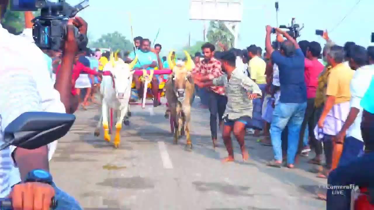 Rekla Rasigan live புதூர் பாண்டியாபுரம் சின்னமாடு