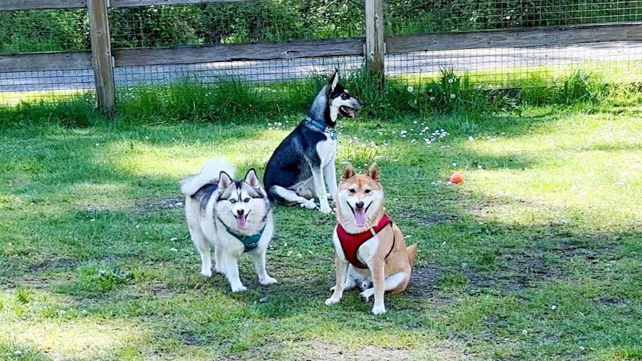 Shiba Inu Crashing a Pomsky Meetup