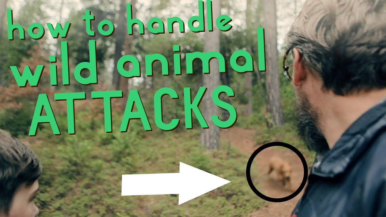 Getting over your FEAR of WILD ANIMALS in nature