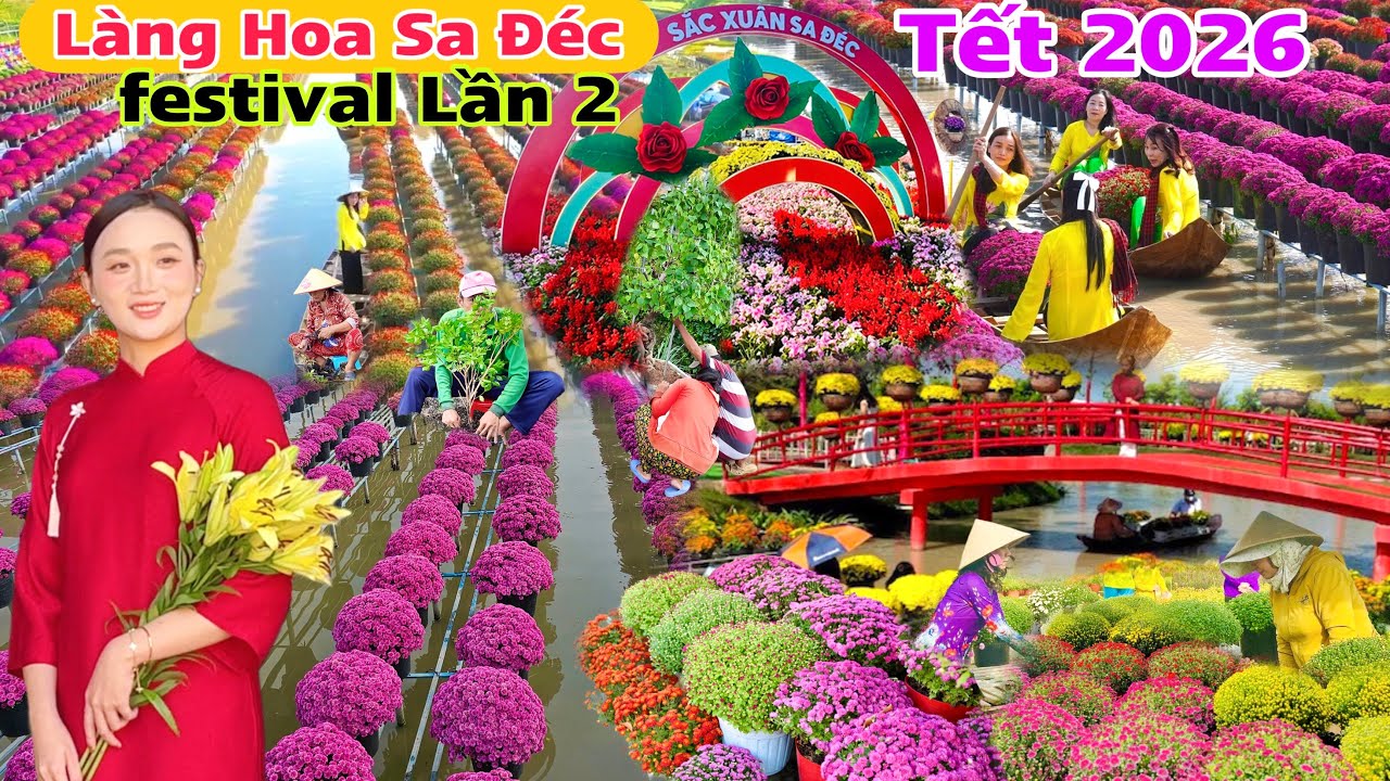 Làng Hoa Sa Đéc Tết 2026 festival lần 2 tất bật nhộn nhịp sẵn sàng chuẩn bị đón khách hoa giấy rộ