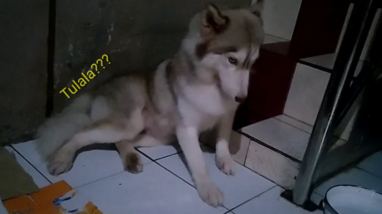 Siberian Husky Giving Birth for the first time Part 1