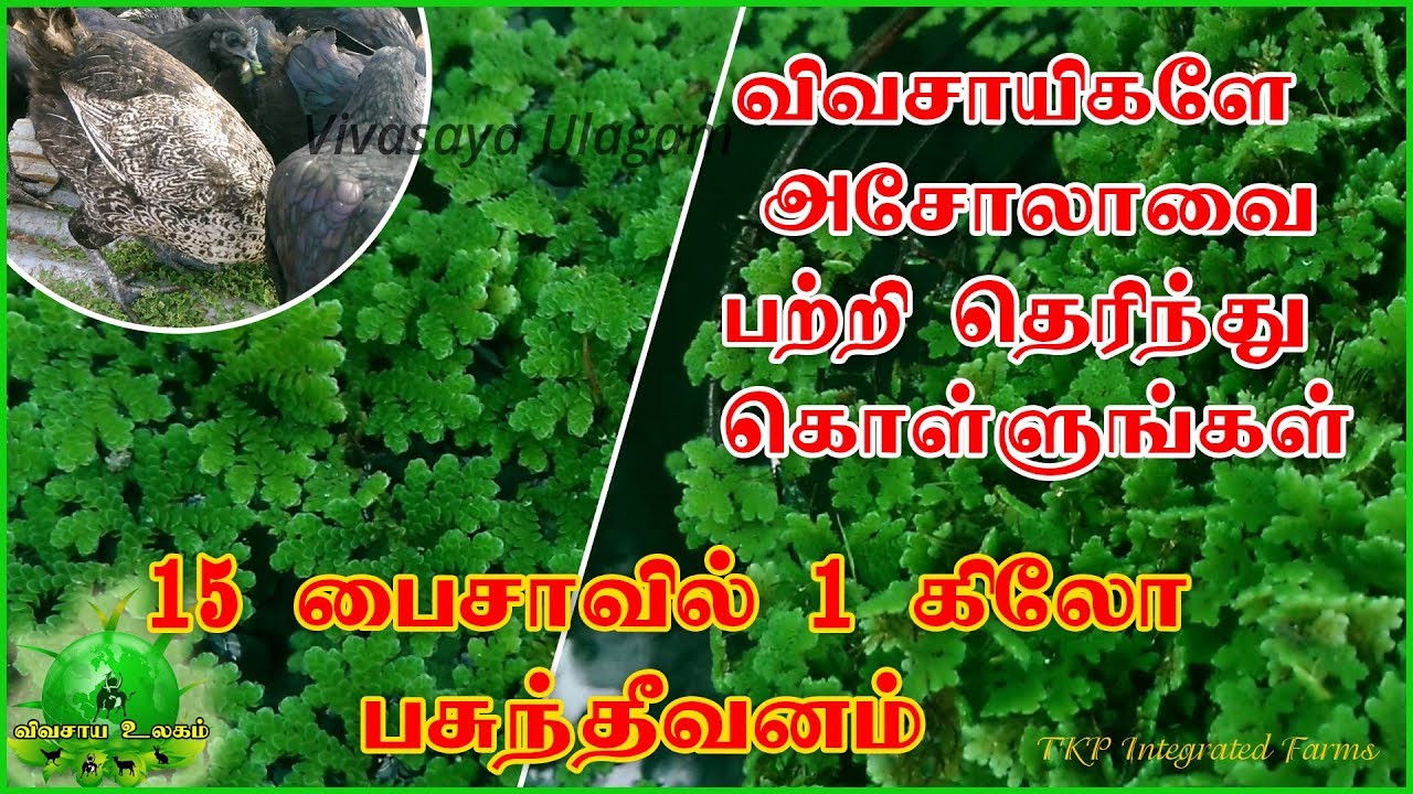 What Is Asola / விவசாயிகளே அசோலா பற்றி தெரிந்து கொள்ளுங்கள் / 15 பைசாவில் ஒரு கிலோ பசுதீவனம்