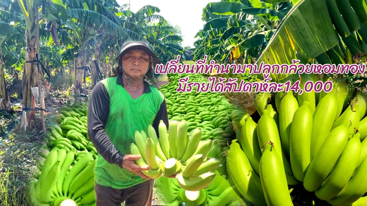 เปลี่ยนที่นามาปลูกกล้วยหอมทองผลผลิตเกรดดีดูแลง่ายสร้างรายได้กำไรงาม #กล้วยหอมทอง#สวนผสมผสาน