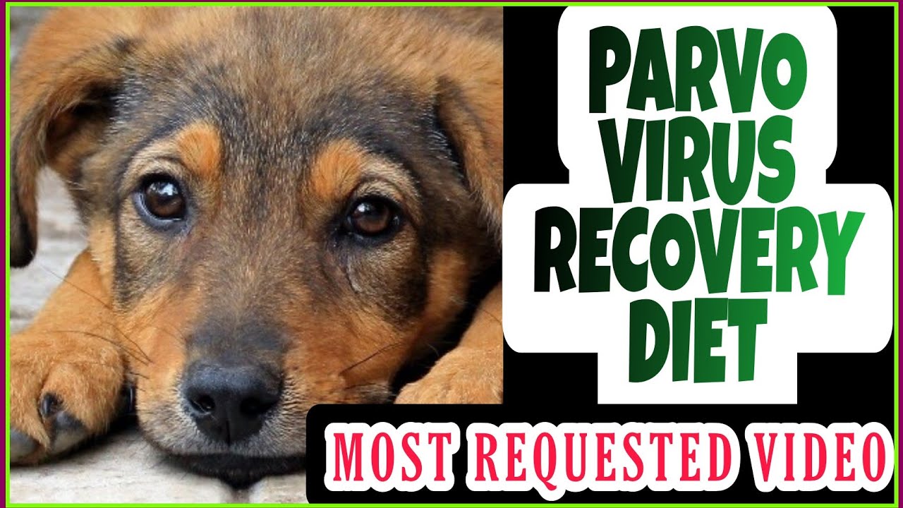 പാർവോ വന്നതിനു ശേഷം | PARVO VIRUS RECOVERY DIET PLAN FOR DOGS | Vlogger Aswani