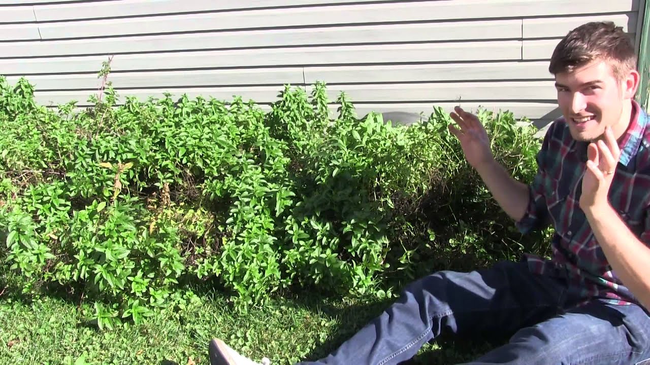 How to Make Mint Plants 3-4 times more fragrant!