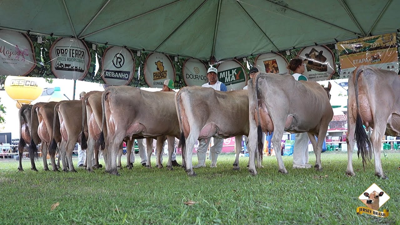 A Força da Raça Jersey na Expoece 2025