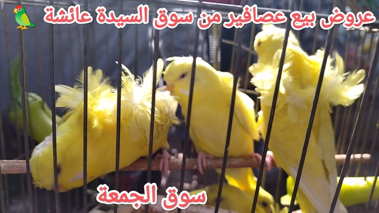 عروض بيع عصافير وببغاوات ويمام من قلب سوق الجمعة بالسيدة عائشة عصافير بأرقام أصحابها 🦜💣🔥