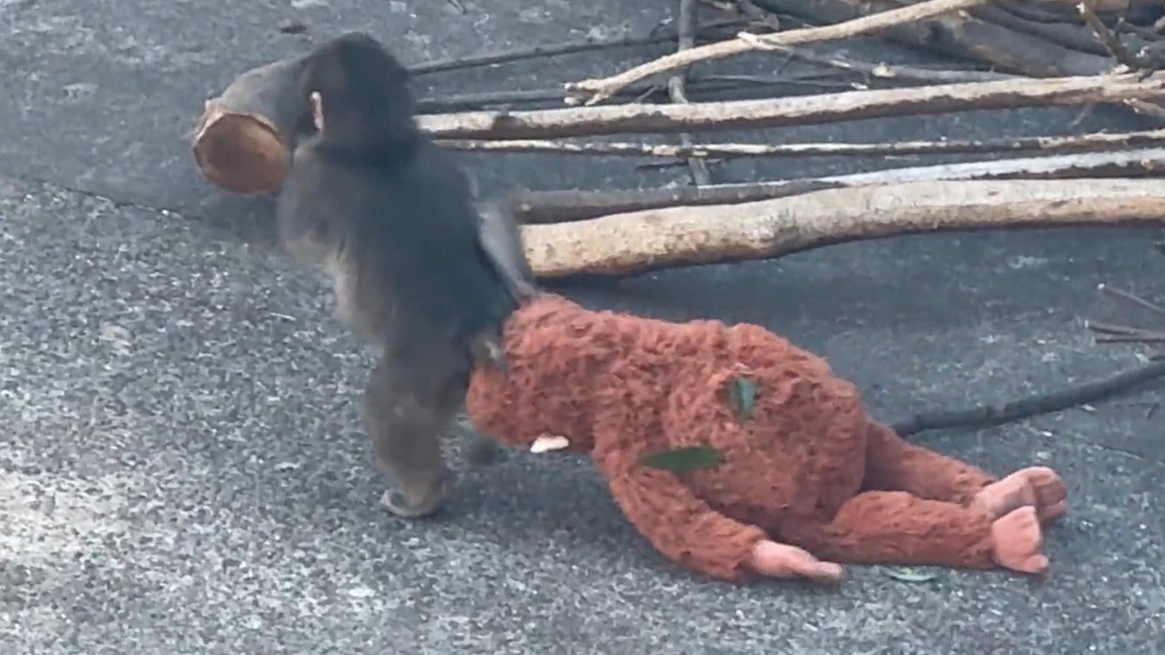 番外編 ママとご飯を食べるパンチくん【番外編】【市川市動植物園】【2026年】ニホンザル