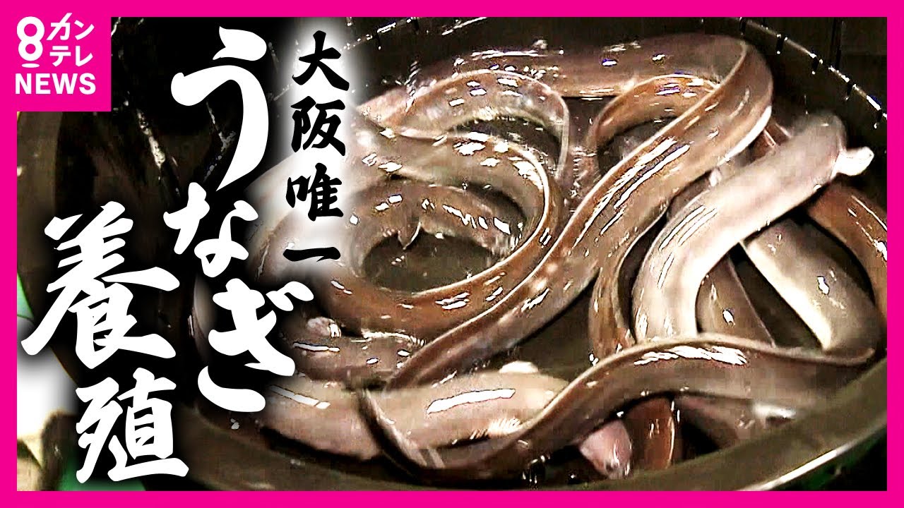 大阪唯一のブランドうなぎ「美陵鰻」より天然に近い養殖方法がおいしさの秘密　ミシュランシェフレシピ蒲焼き生春巻き　大阪で漁獲高No.1「岸和田のしらす」【ホントのところ】〈カンテレNEWS〉