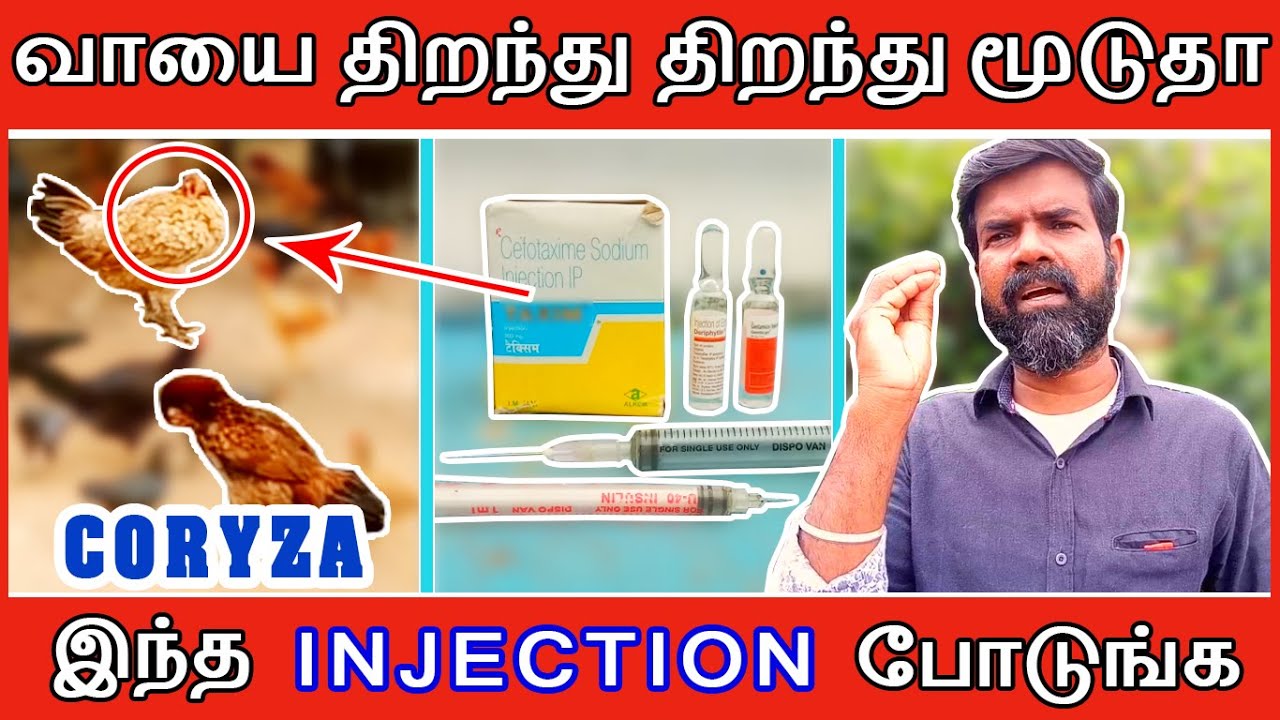 கோழி வாயை திறந்து திறந்து மூடுதா | CORYZA | இந்த INJECTION போடுங்க | TAMIL | GUNA NATTUKOZHI PANNAI