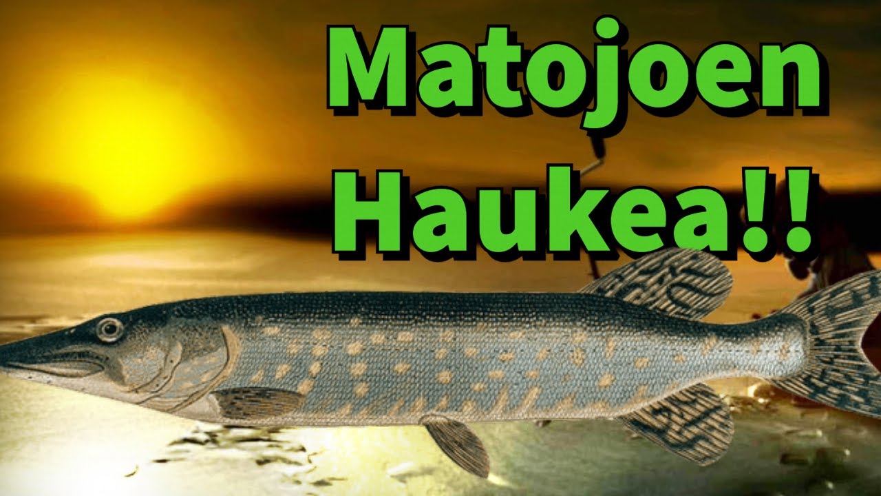 Matojoen Mörköhaukea Hakemassa! | Pro Pilkki 2