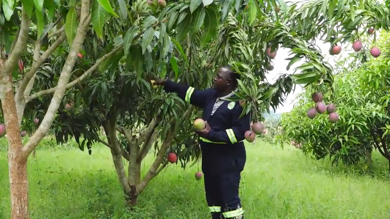 MANGO FARMING PROFITABLE COMMERCIAL VENTURE