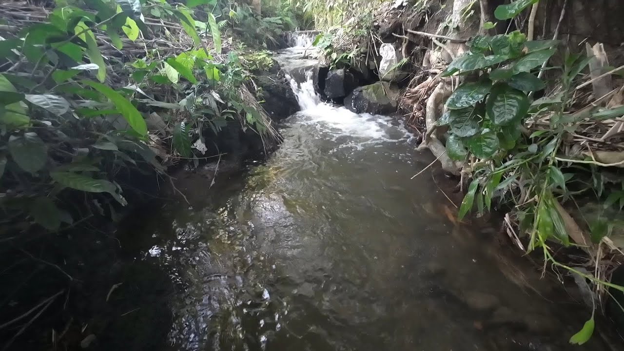 Calm River Flow in a Quiet Forest | Natural Water Sounds for Sleep, Focus & Relaxation (82 Minutes)