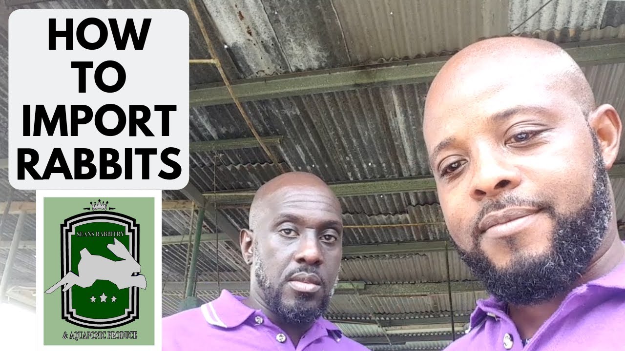 Trinidad Rabbit Farming - Importing Rabbits