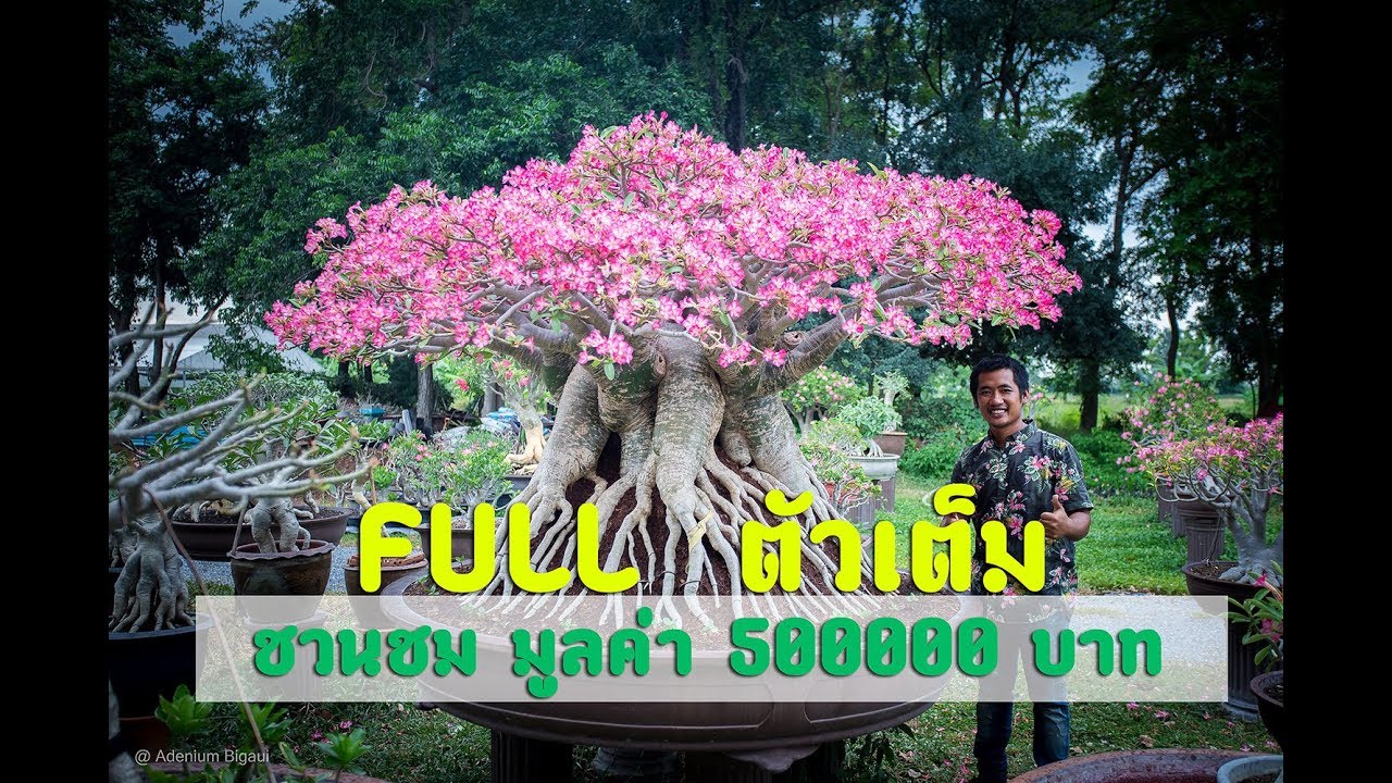 ชวนชมไทยโซโคมูลค่า 5แสน บาท  Amazing thai Adenium 500000 Baht [FULL] [ตัวเต็ม]