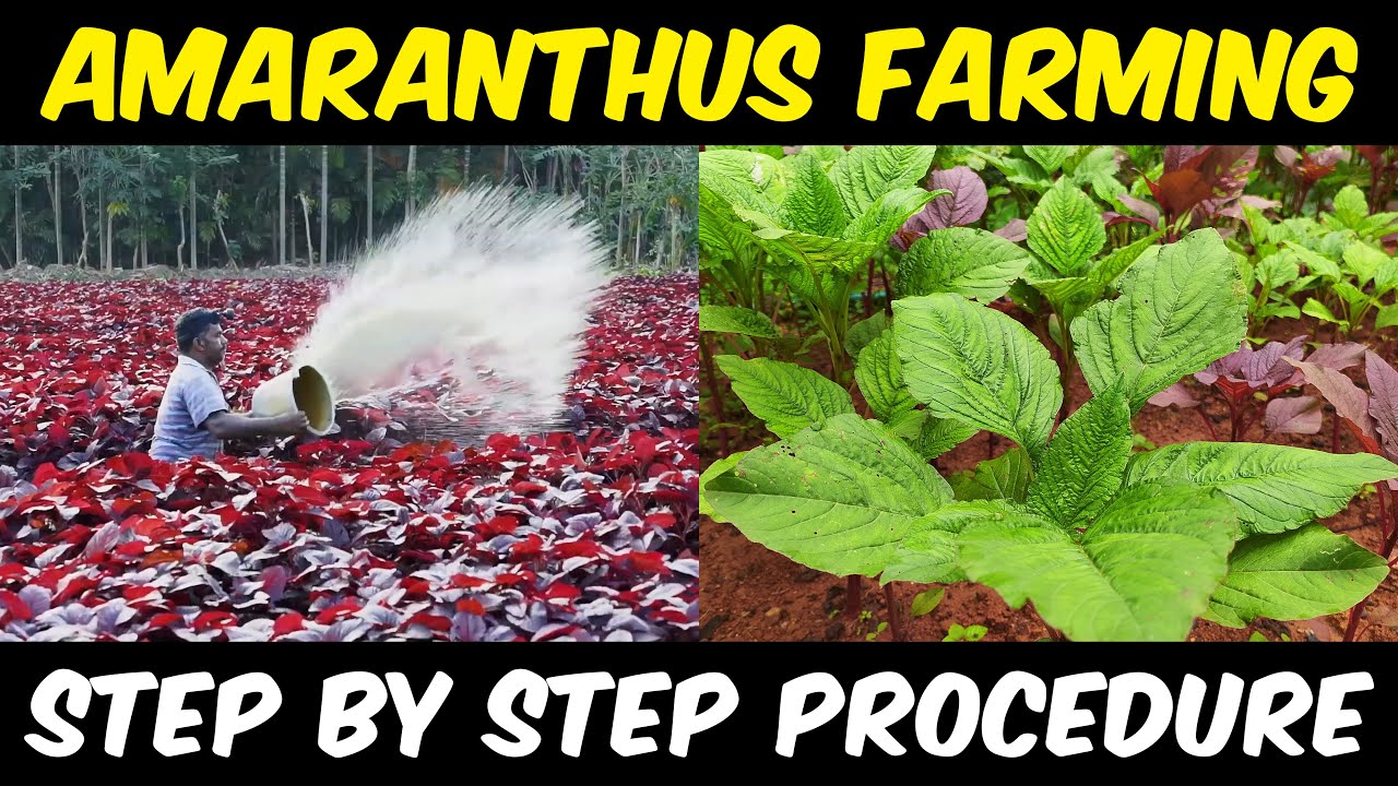 Amaranthus Farming / Amaranth Cultivation | How to grow amaranth plant at Home