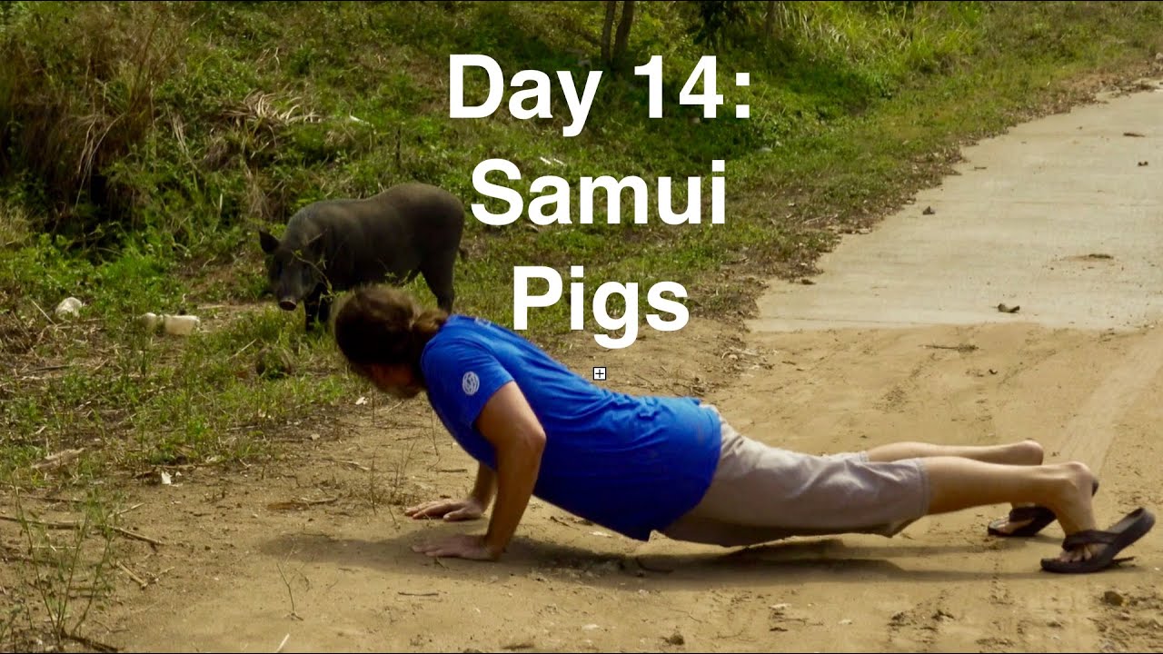 The Canada Covid Challenge Day 14 - Pigs on Koh Samui
