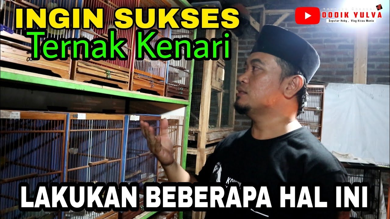 Beberapa Kunci Sukses Ternak Kenari Sampai Hasilnya PULUHAN JUTA tiap bulan | ARIF POPEYE