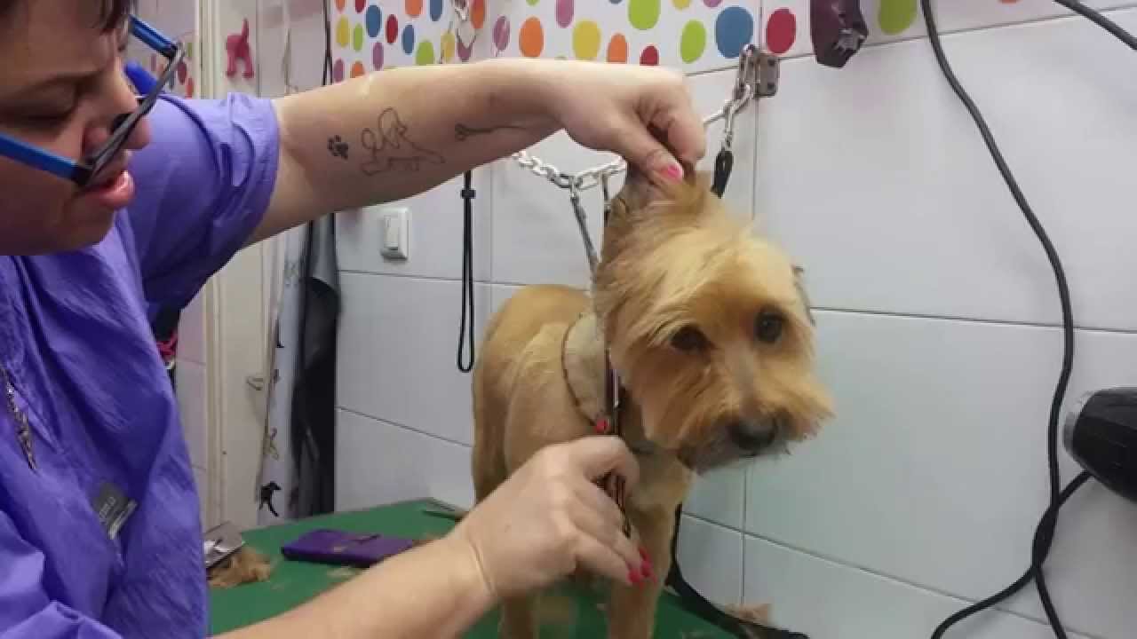 מספרת כלבים בחולון - דנה מקבלת פינוק אצל איריס