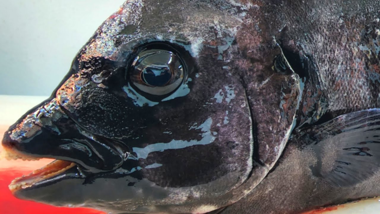 striped beakperch / rock bream - sashimi - trimming - artistic knife workmanship