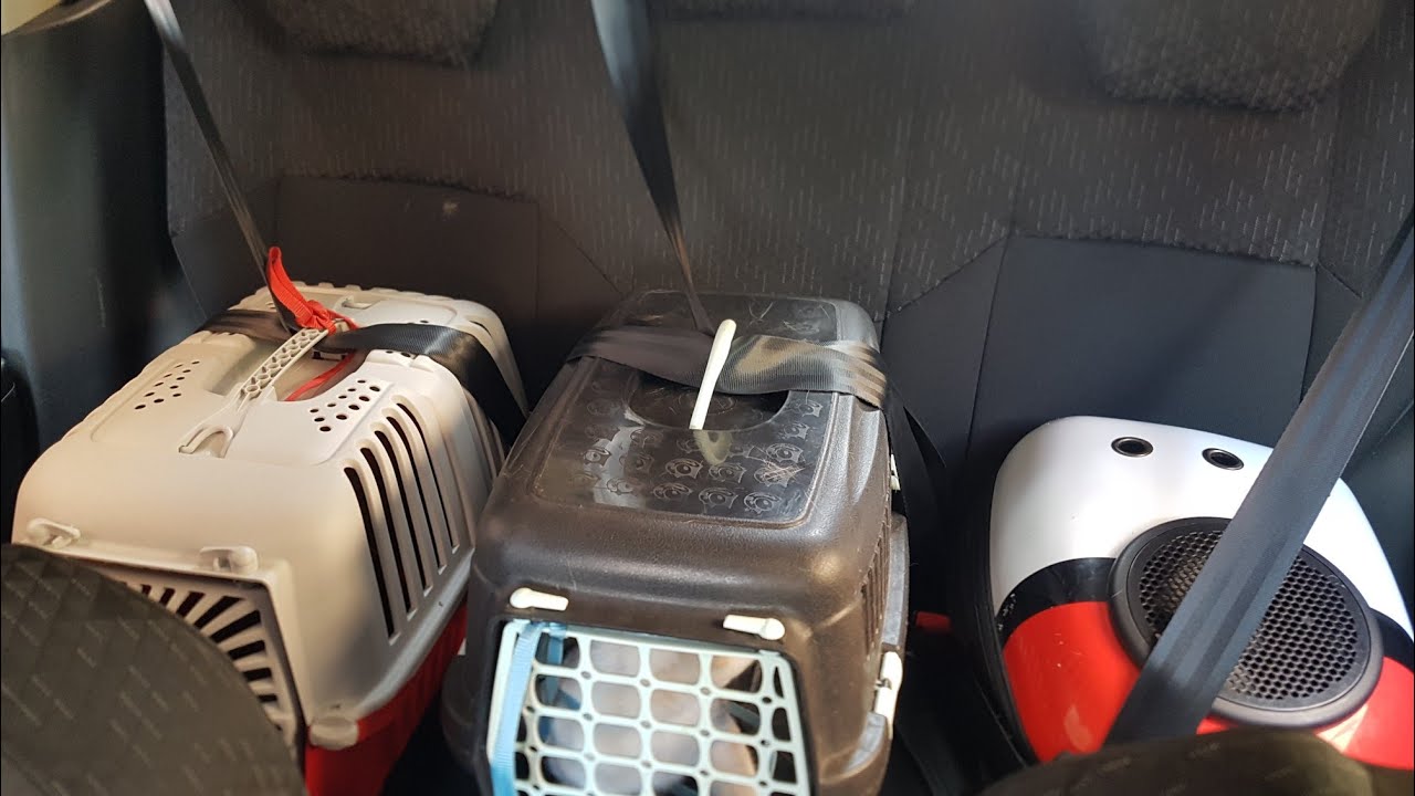 السفر مع القطط : جميع التفاصيل حول الموضوع // Comment je voyage avec mes chats? De quoi ai je besoin