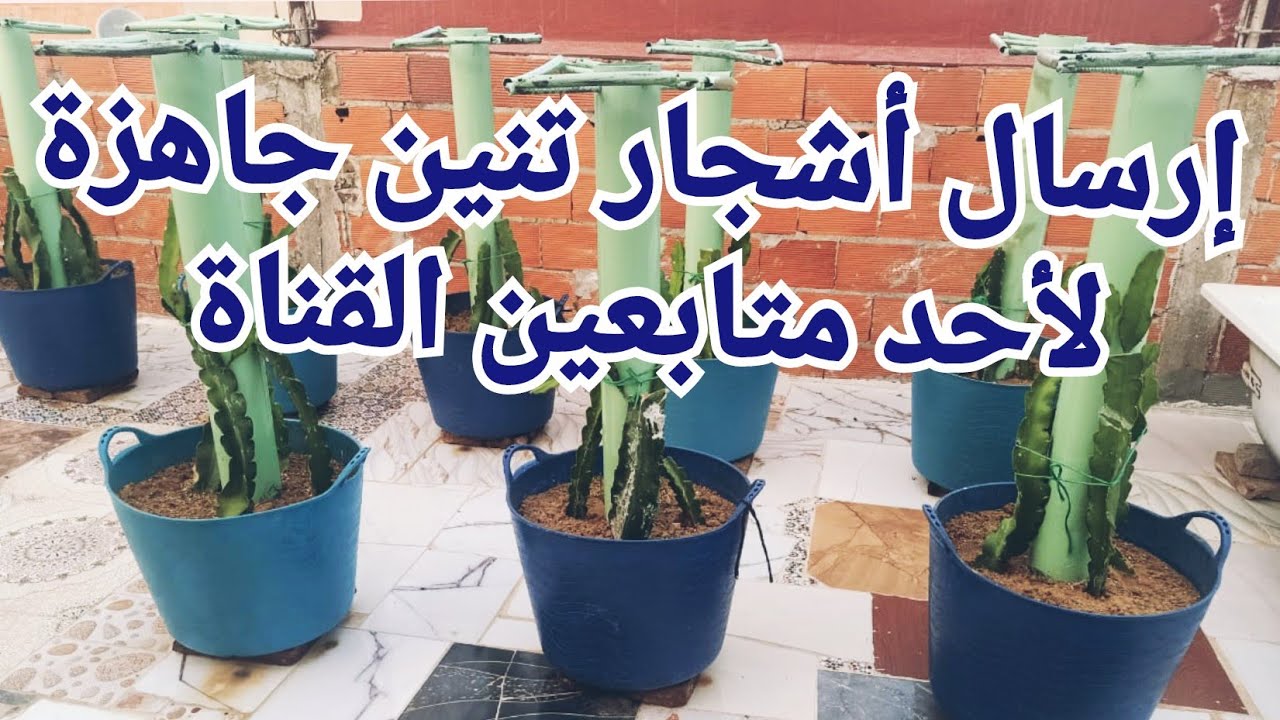 أحد المتابعين طلب دعامات أشجار تنين درجون فروت جاهزة طريقة زراعة عقل تربة المناسبة dragon fruit