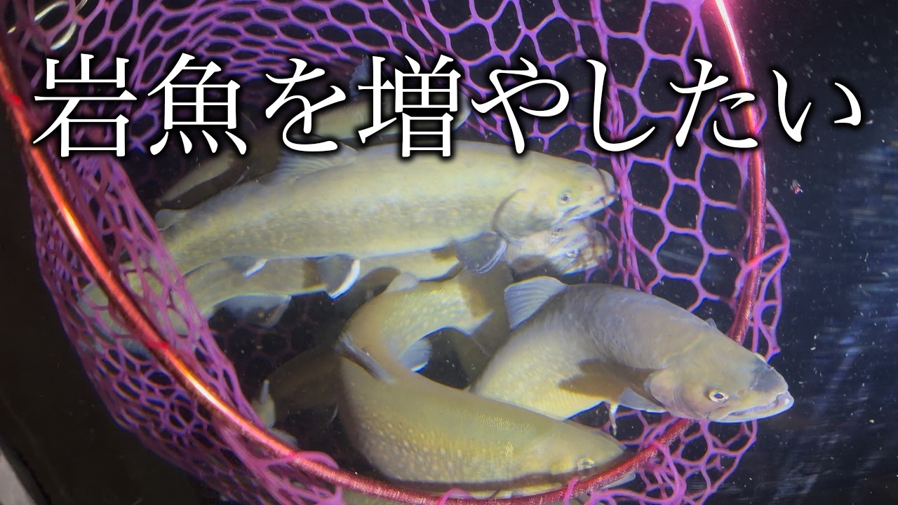 【岩魚を増やしたい】庭の池に大好きな渓流魚のイワナを放流したい