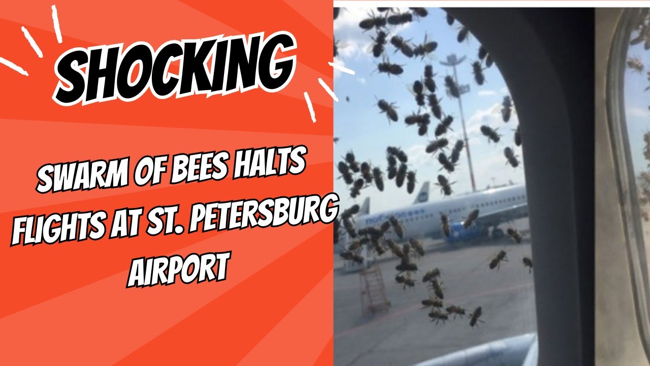 Bee Invasion Disrupts Flights at Pulkovo Airport!