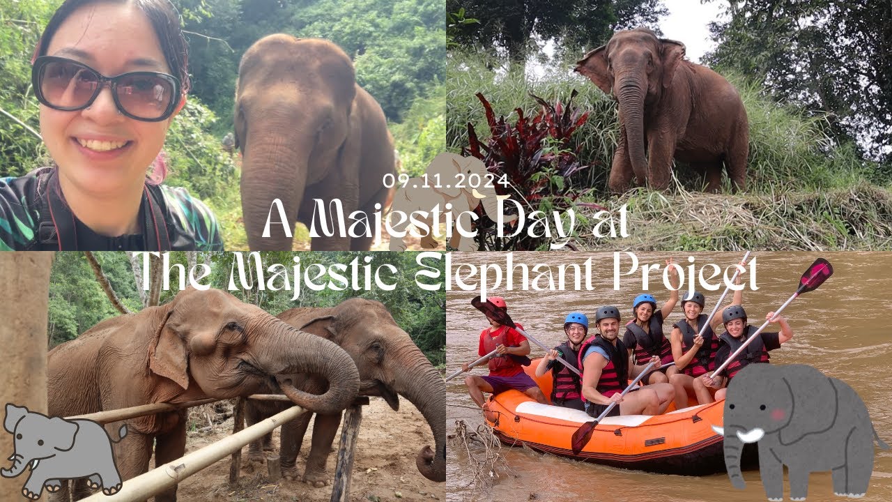 A Majestic Day At the Majestic Elephant Project | Asian Elephant Projects November 2024
