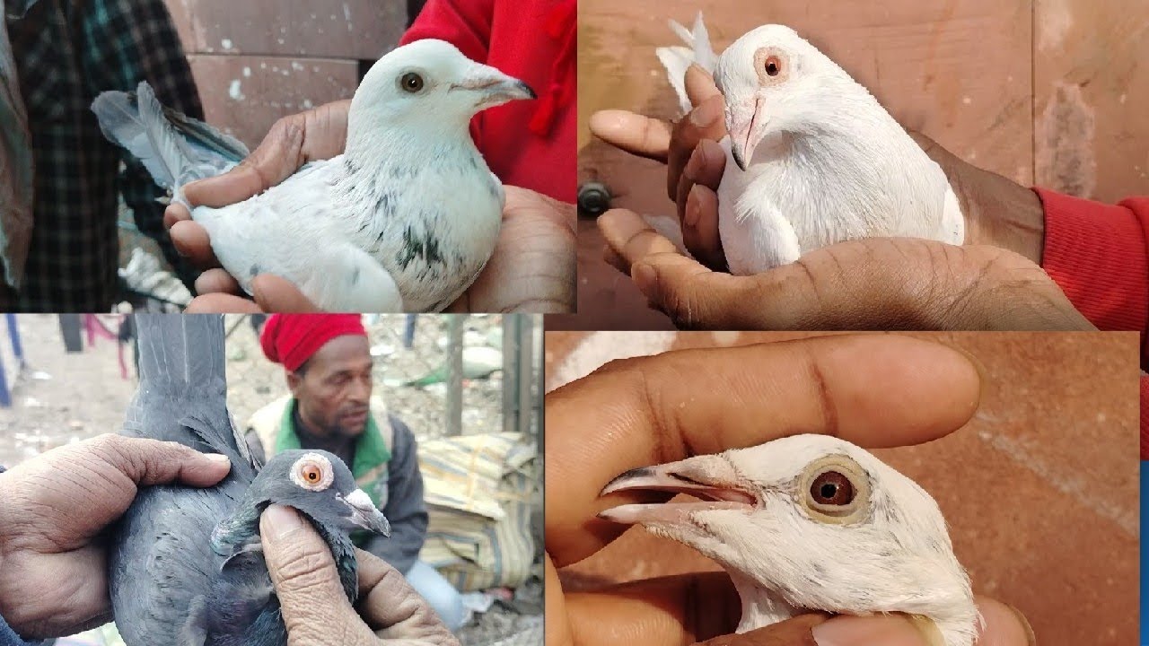 Lal kila Kabootar Market😍🕊️|| 30/11/25 New Video 