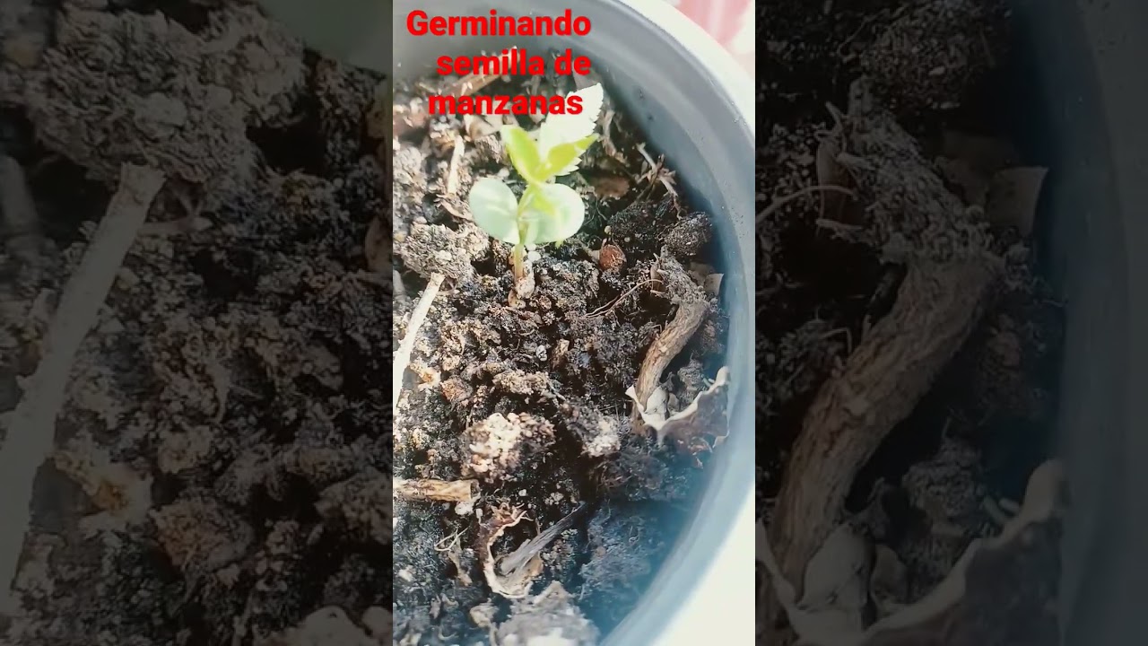 #planta #germinados #germinatingseeds #plantadeinterior #plantadecasas #germinandosemillas