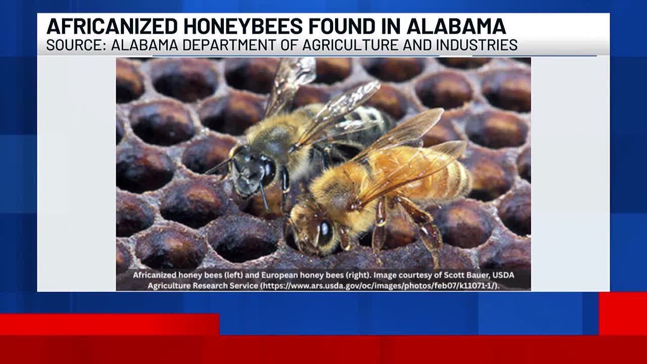 Africanized honeybees found in Alabama