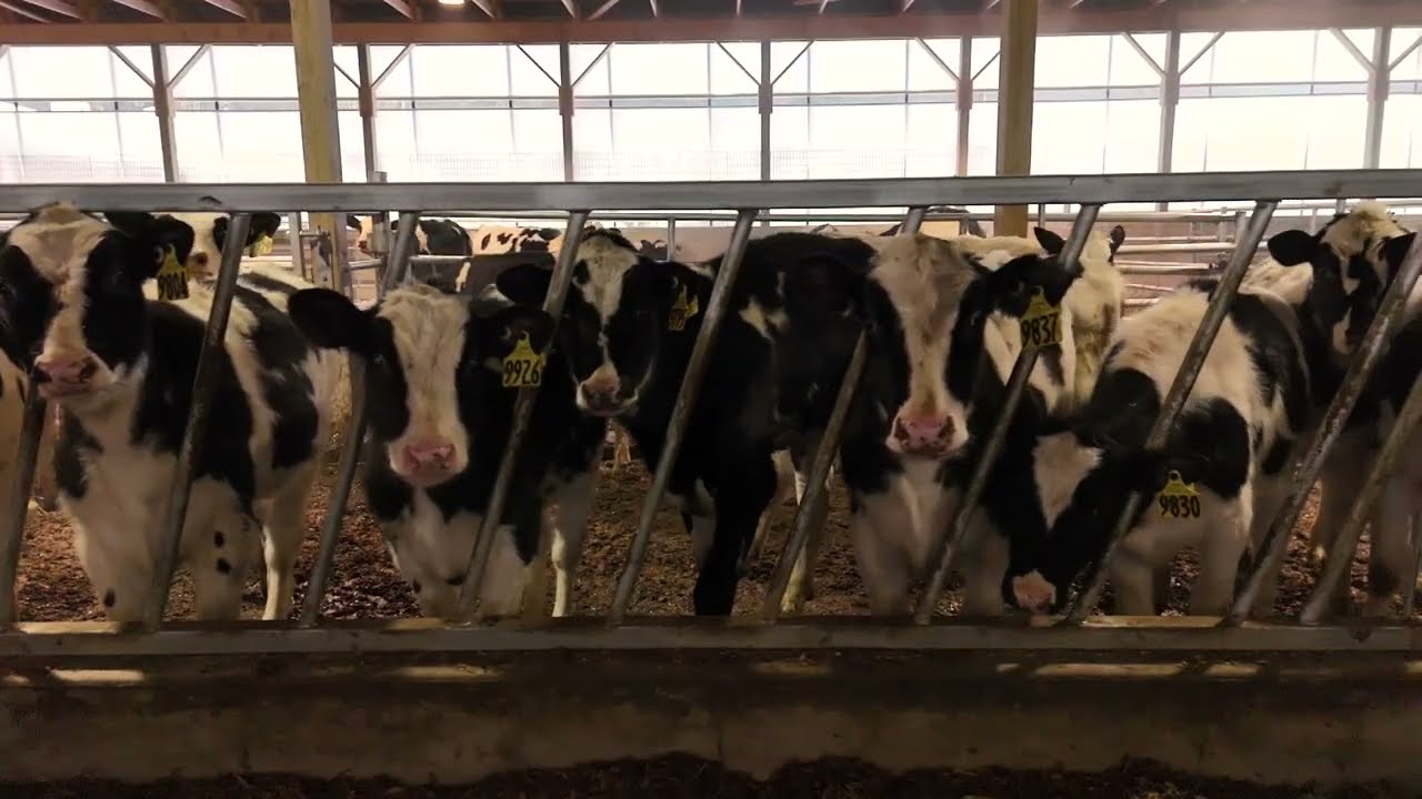 Crossbrook Farm | February 2026
