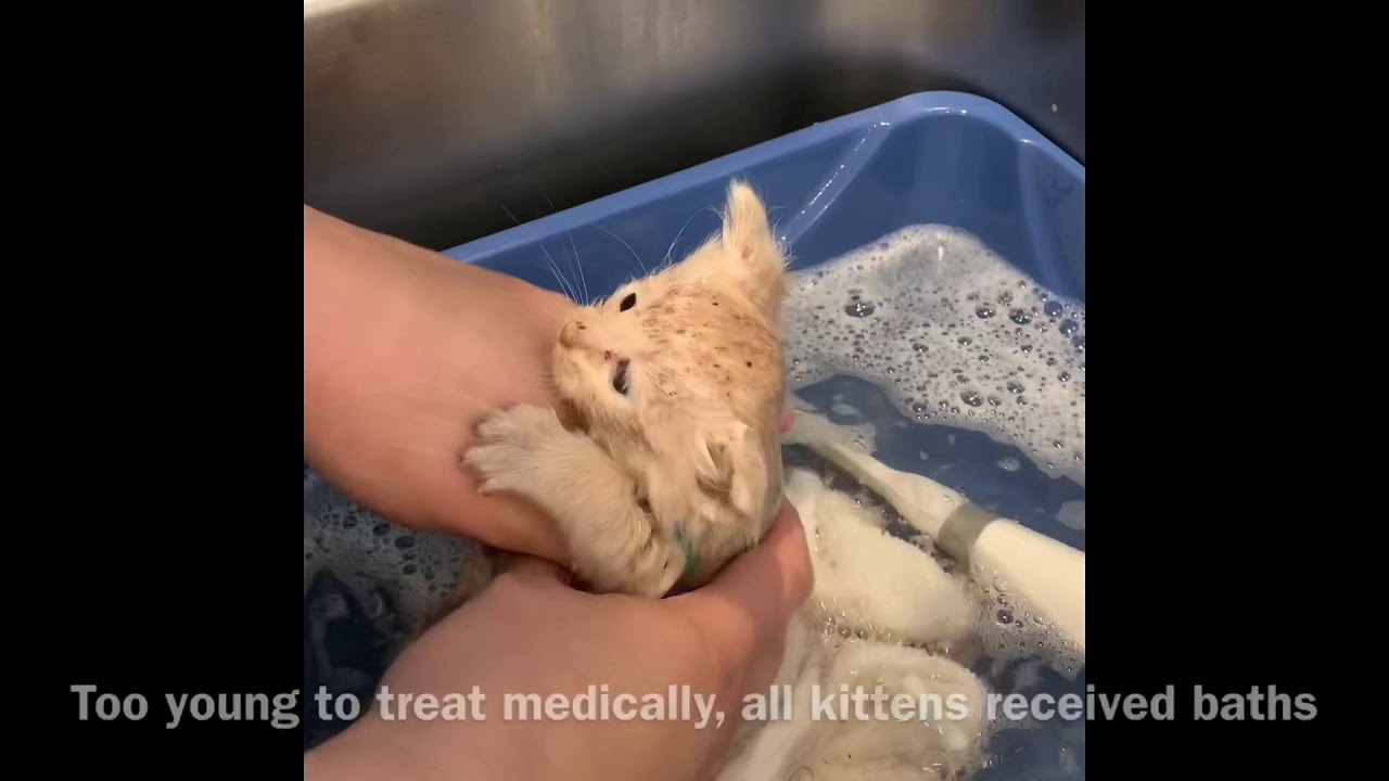 Flea coated kittens rescued!