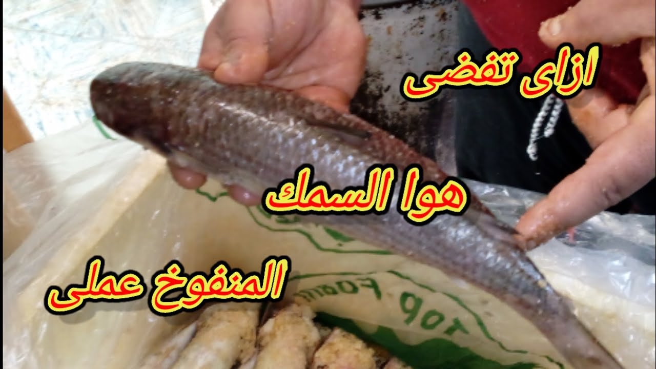 اوعى تملح السمكة وهى منفوخة.. هقولك تعمل ايه