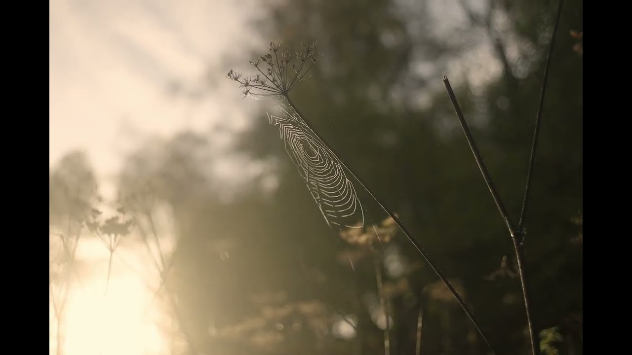 Autumn at The Lazy T - Off-Grid Woodland Retreat in Yorkshire