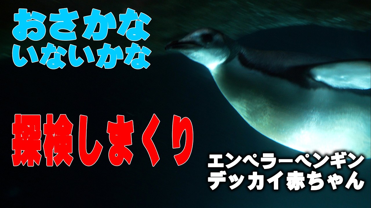 【まさかの自分ダイブ】エンペラーペンギン デッカイ赤ちゃんが潜りまくり 泳ぎまくり、パパママ親戚が潜り教える