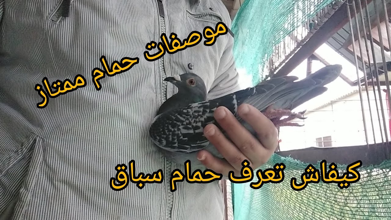 ه‍دو ه‍وما المواصفات ديال الحمام سباق بلاما تضيع وقتك 
