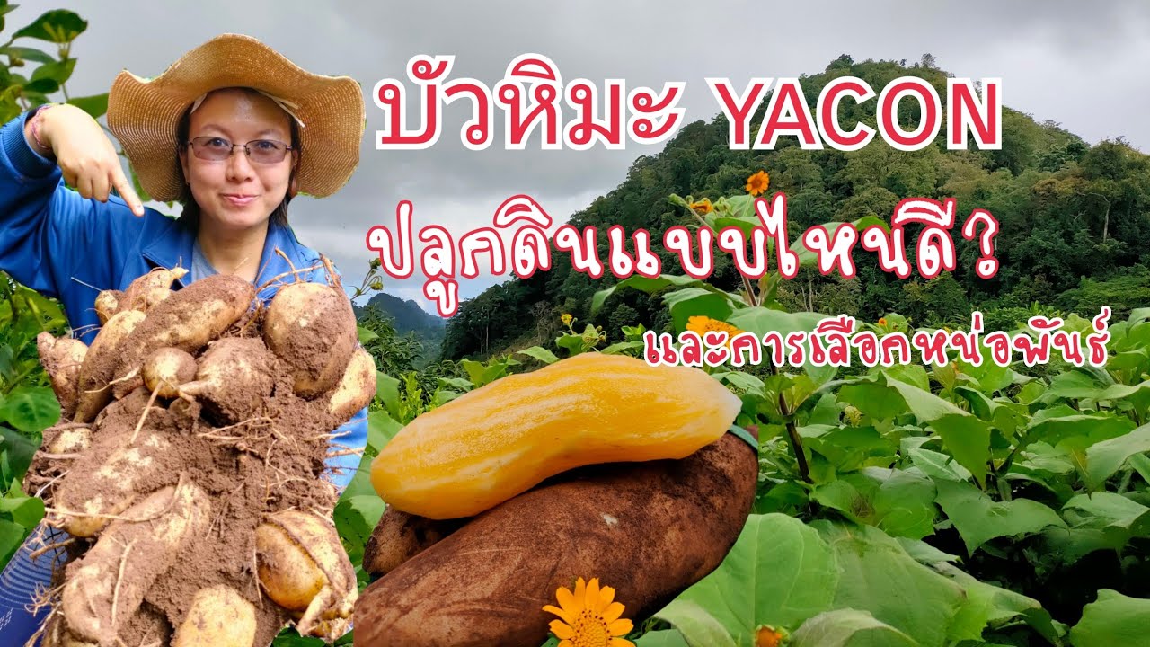 วิธีปลูกบัวหิมะและการเลือกหน่อพันธ์