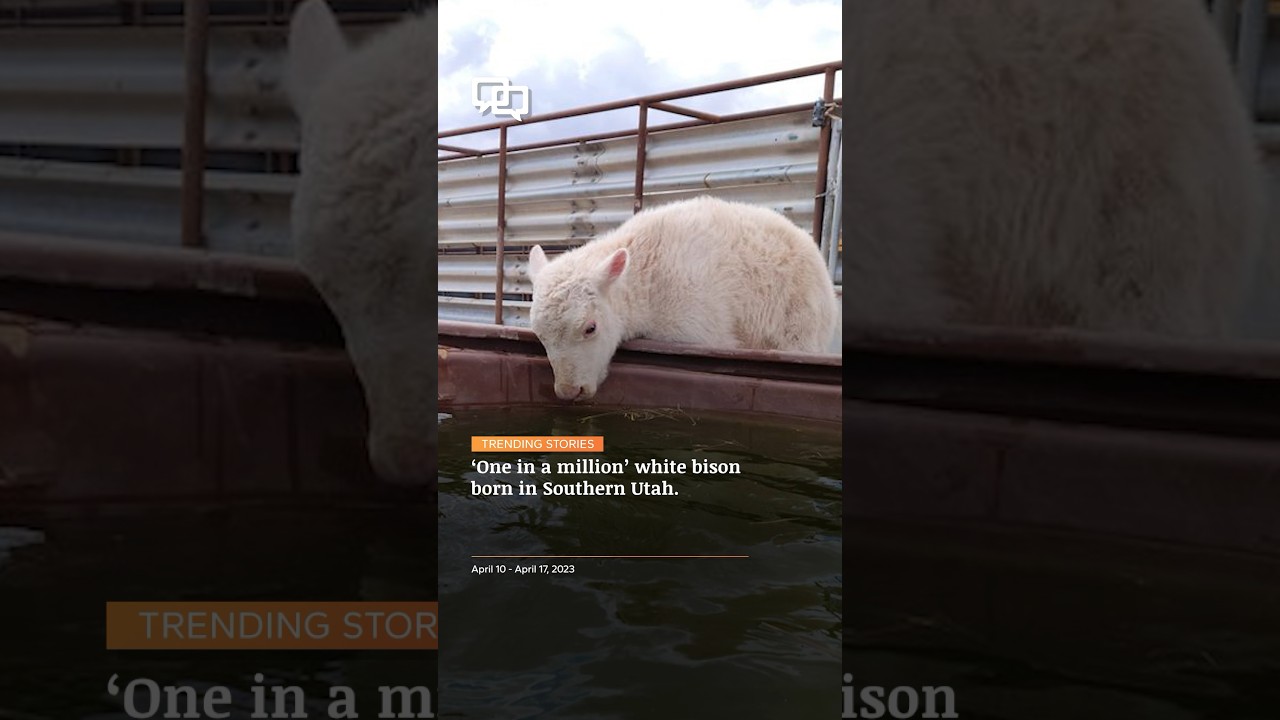 St. George News: Trending Stories APR 10-17, 2023 #police #whitebison #trendingstories #local #utah