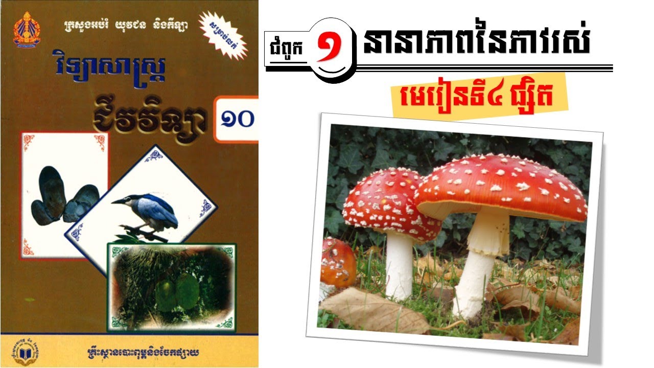 Fungi/រជ្ជៈផ្សិត