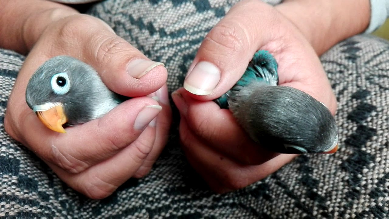 Mis personatas azul cobalto, su tercera nidada y recordando algunos consejos sobre el invierno