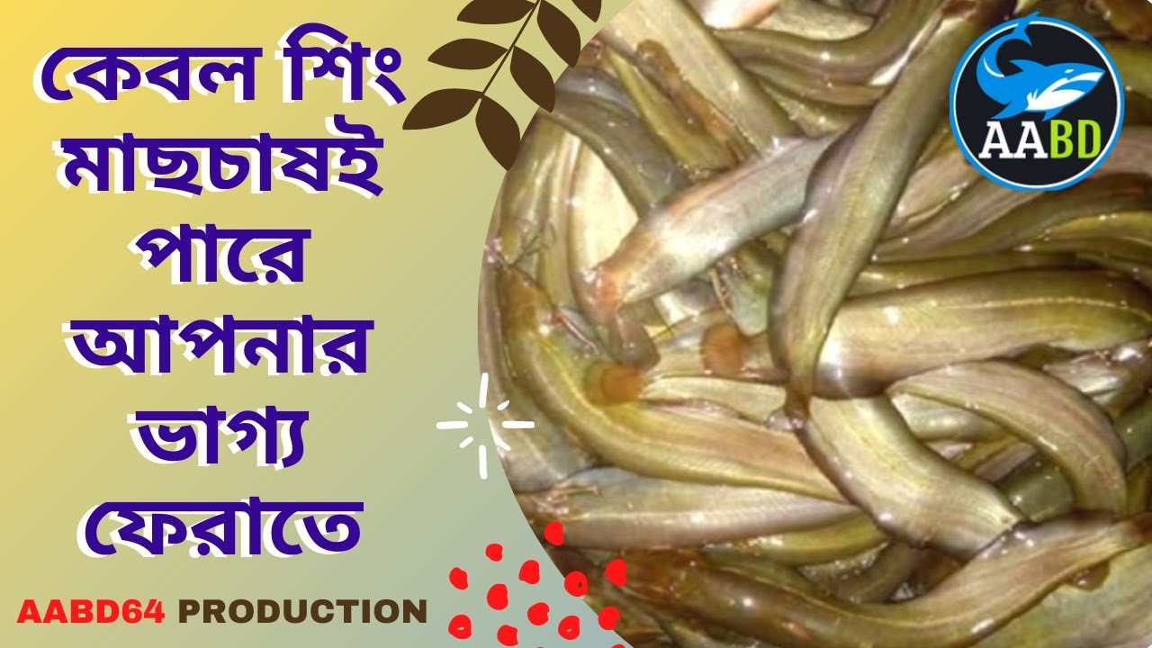 কেবল শিং মাছচাষই পারে আপনার ভাগ্য ফেরাতে (Only Sing Fish Culture Can Favor Your Luck)