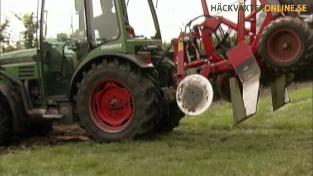 Häckväxteronline.se - Färdig häck