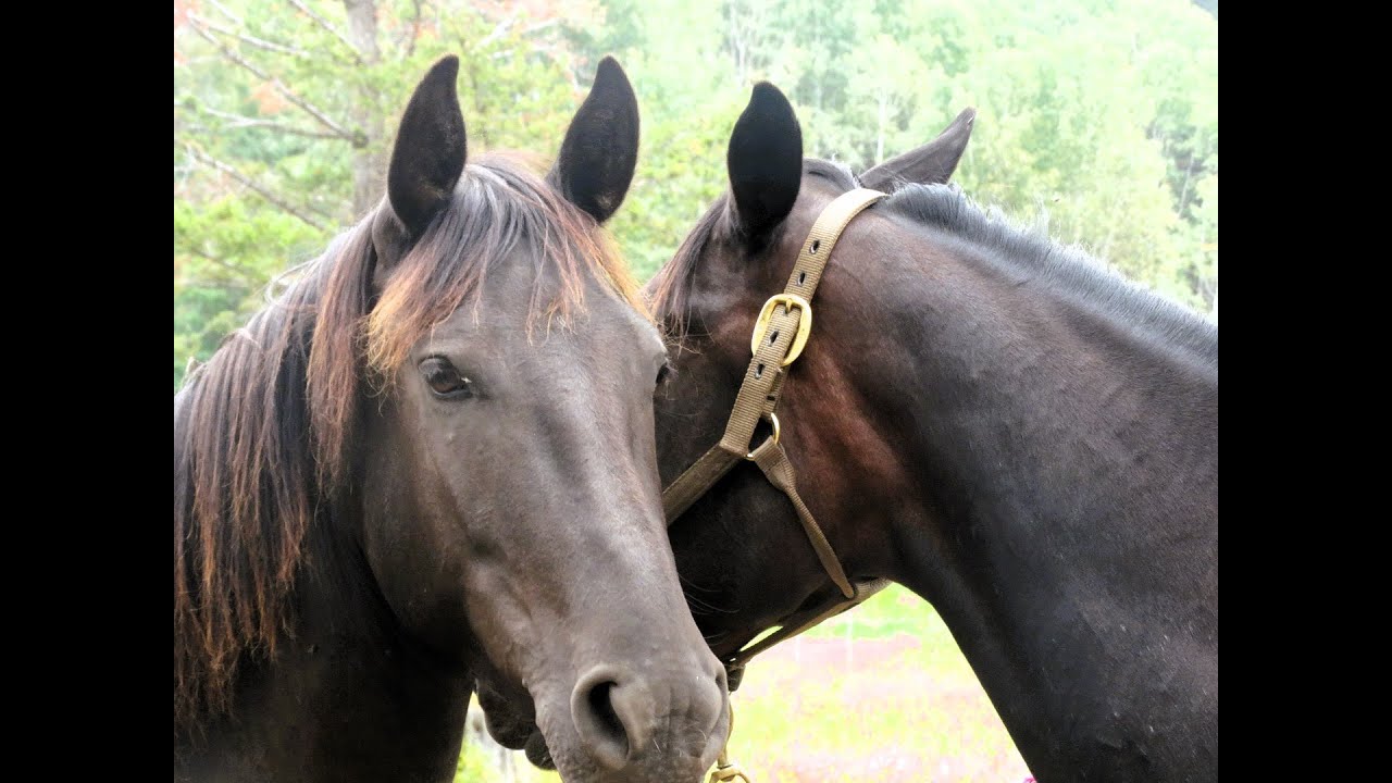 Horse Love Country Style